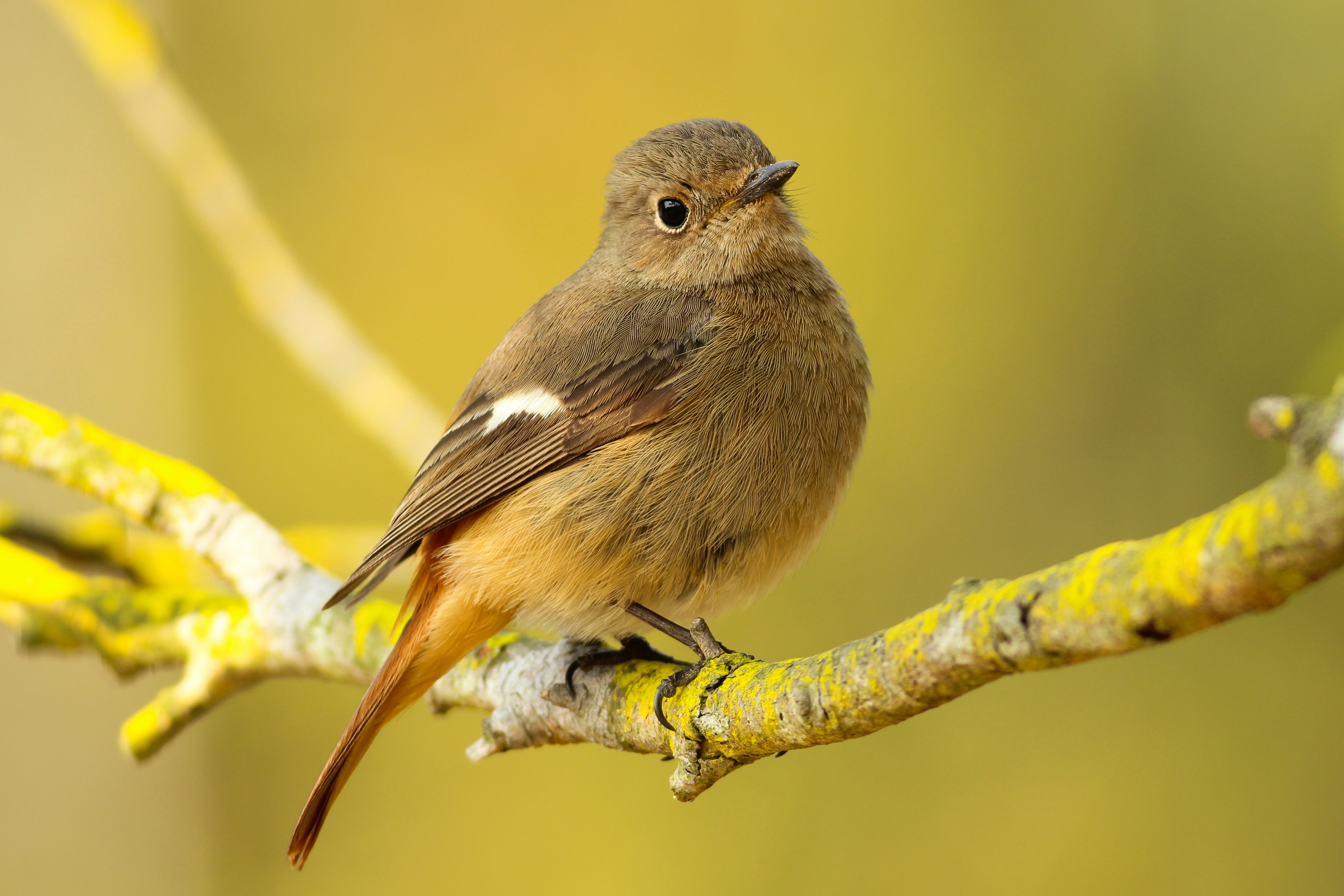 short-beaked brown bird on tree branch